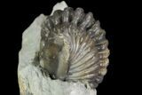 Wide Enrolled Flexicalymene Trilobite - Mt Orab, Ohio #95813-1